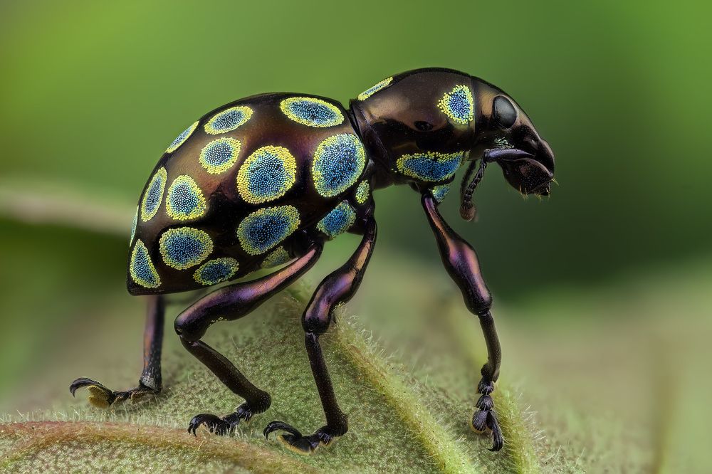 Pachyrrhynchus congestus pavonius