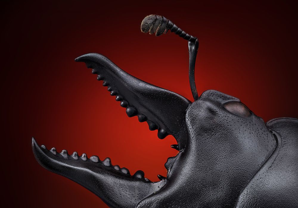 Prosopocoilus serricornis 3x