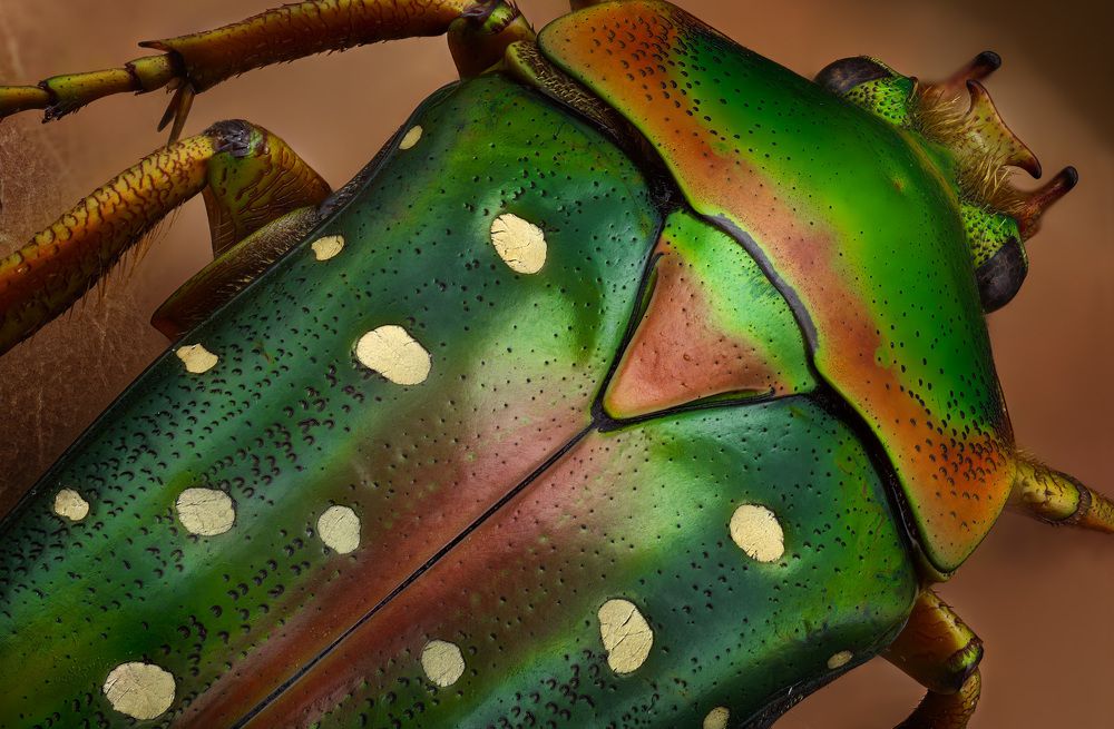 Stephanorrhina guttata beetle