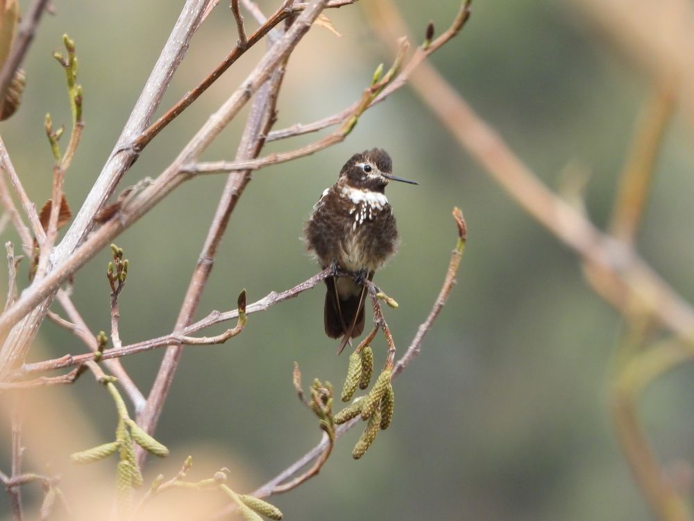 Photograph by Luis Pollack