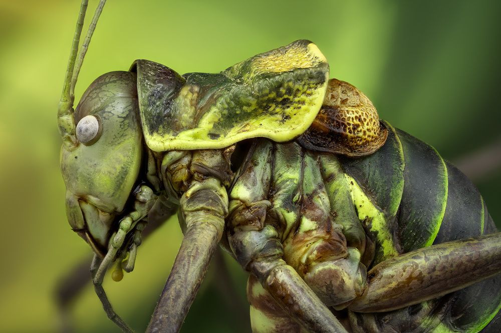 Tettigoniidae bradyporinae 1,3x
