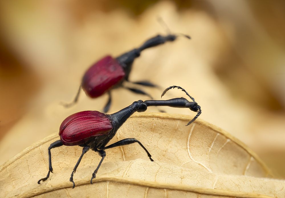 Trachelophorus giraffa