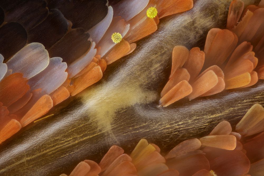 Detail of the Cethosia cyane butterfly wing at 50x