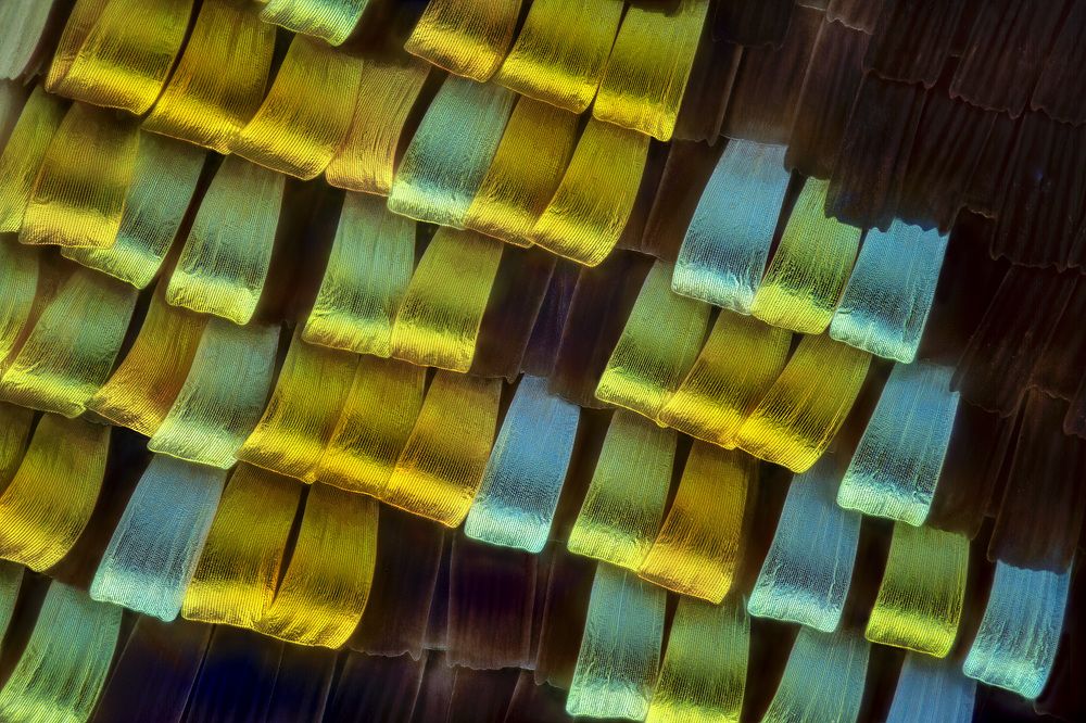 Detail of the wing scales of Chrysiridia Rhipheus 30x
