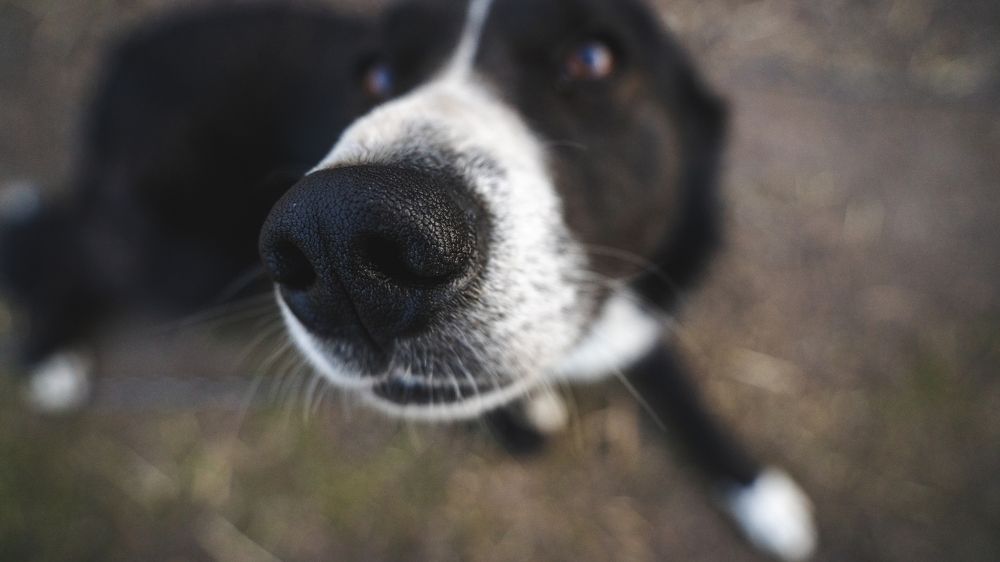 Дворовый любимец.