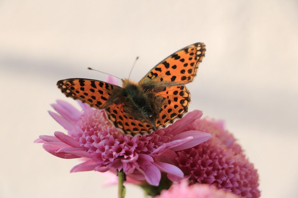 Photograph by Cengiz Yalcin