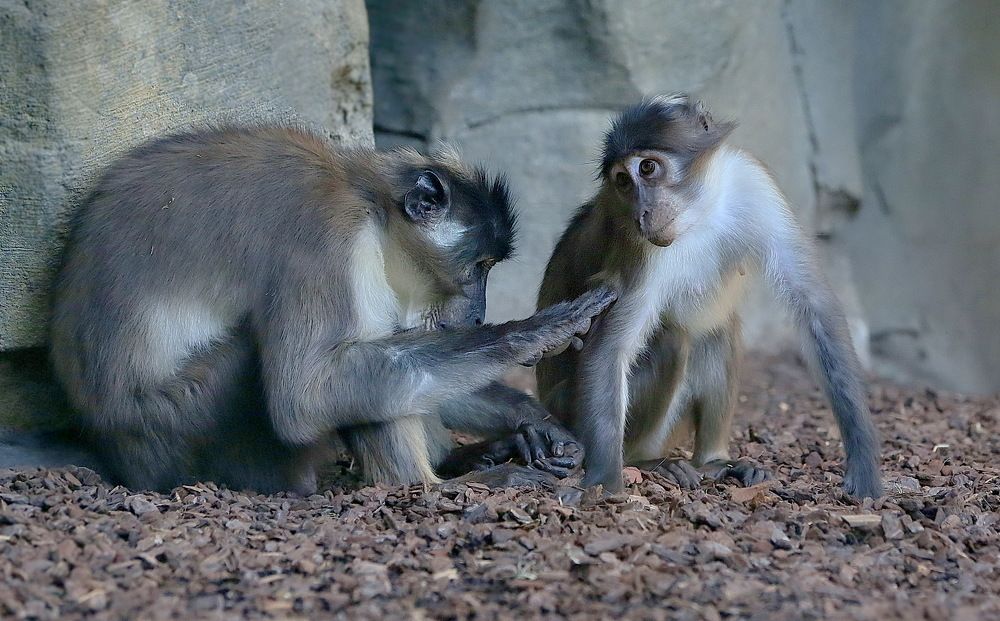 заботливый такой...