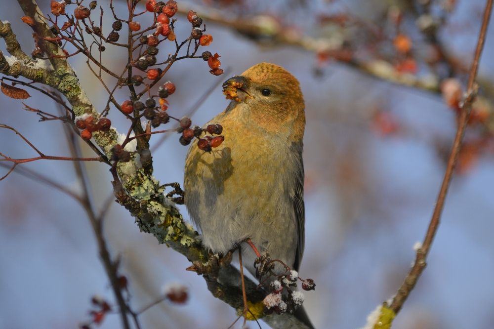 Photograph by Галина Катанова