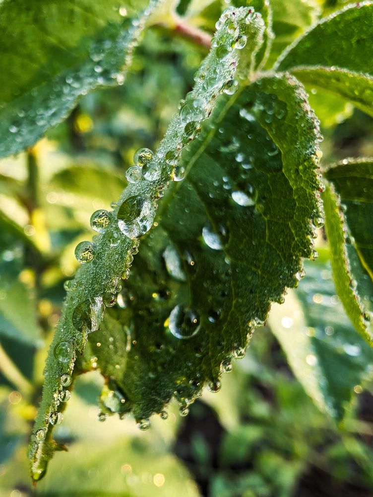 листья в росе