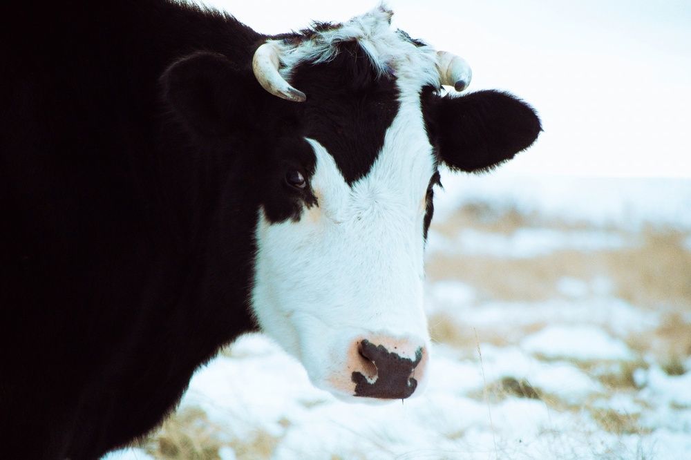 Фотография автора Александр Крапачев