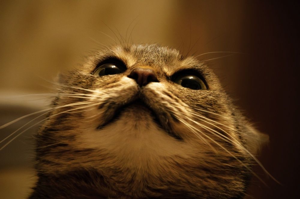 Фотография автора Александр Крапачев