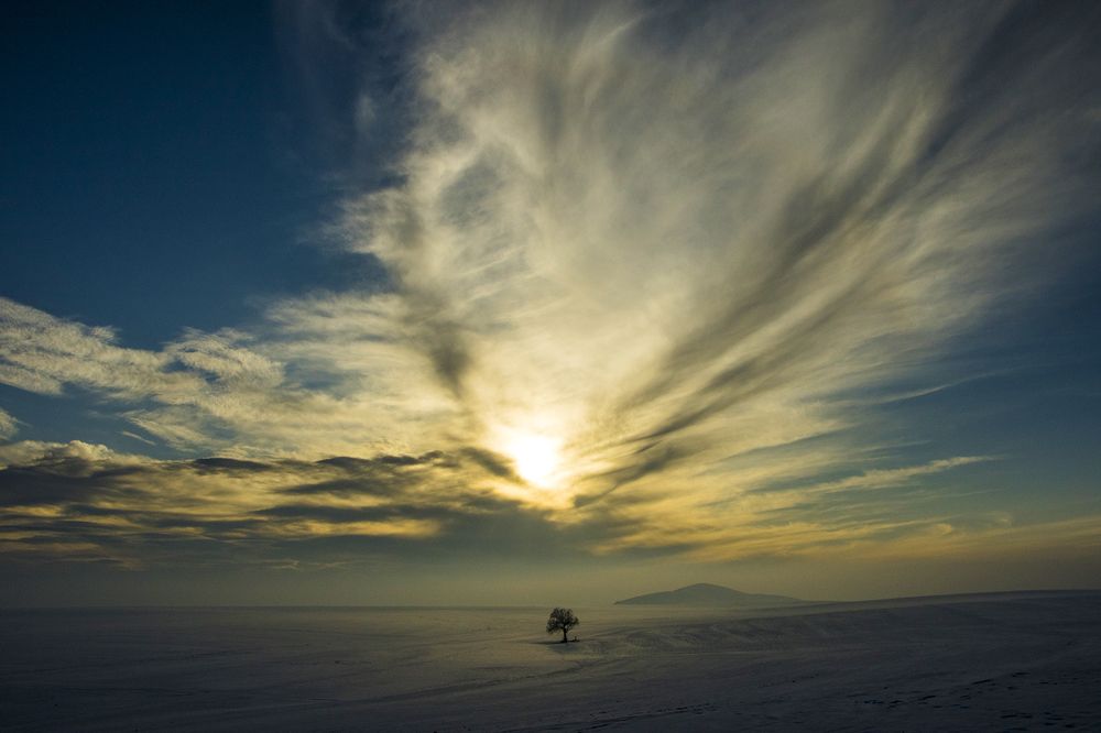 Sunset of a single tree