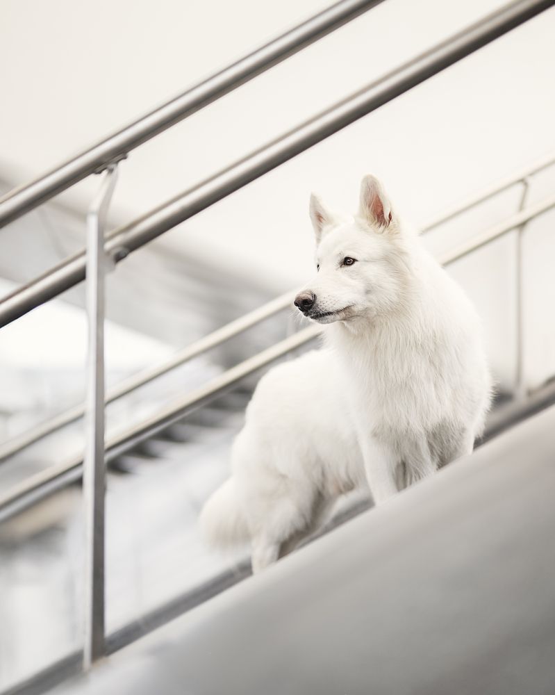 White Lineair Influence