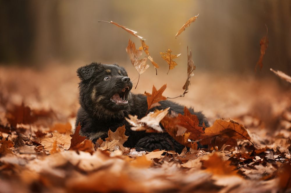 Photograph by Elke Braet