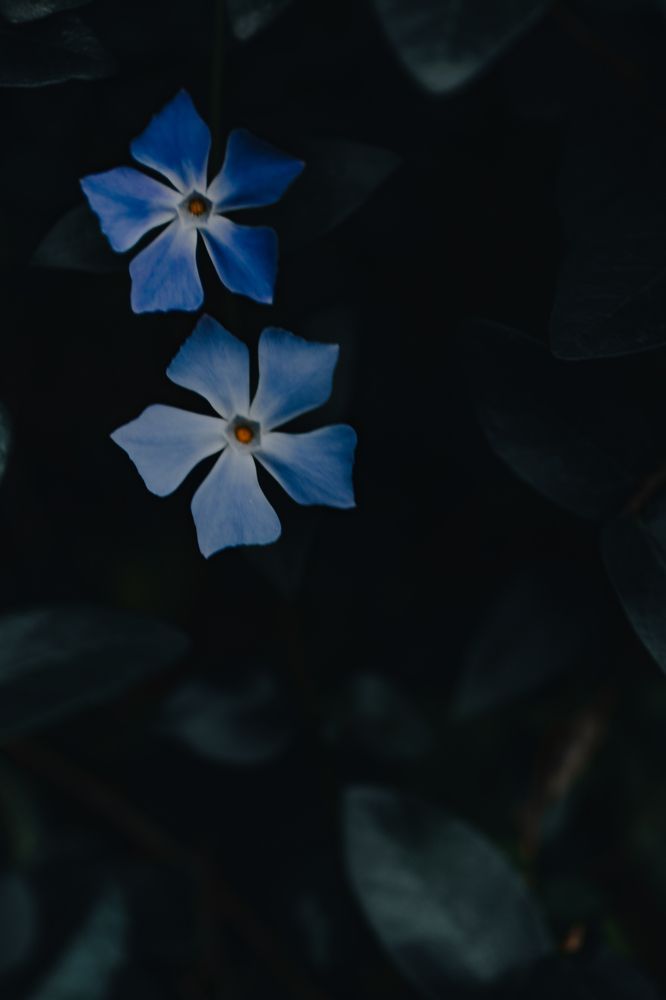 Photograph by Виолетта Пенсакова