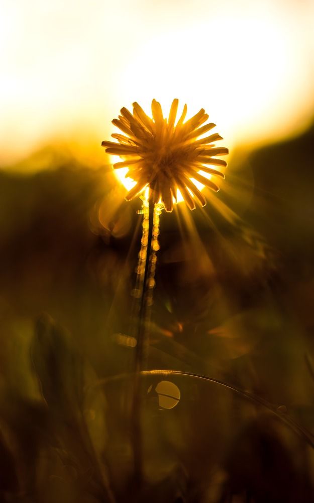 The flower of the Sun