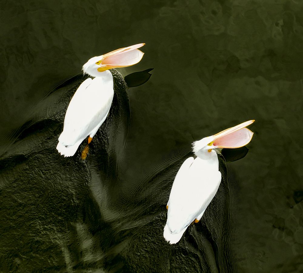 Фотография автора fabio chiari