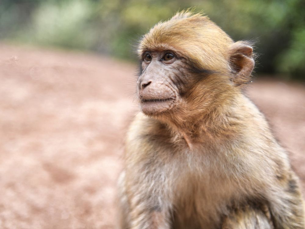 Le regard pensif de la jeunesse sauvage