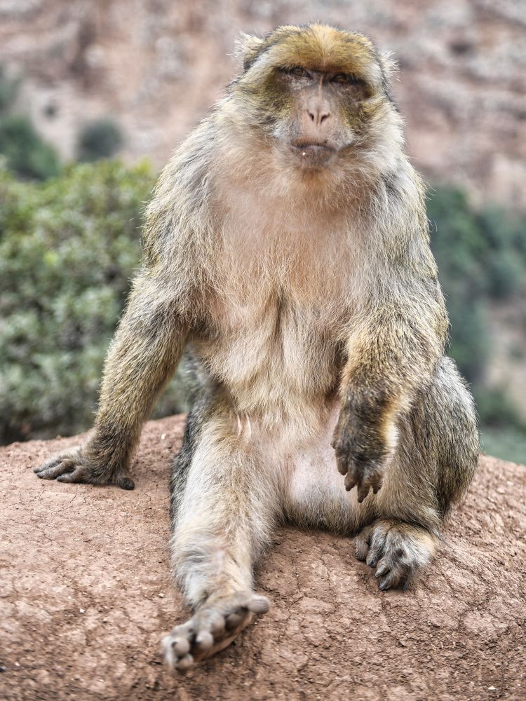 Le gardien des montagnes marocaines