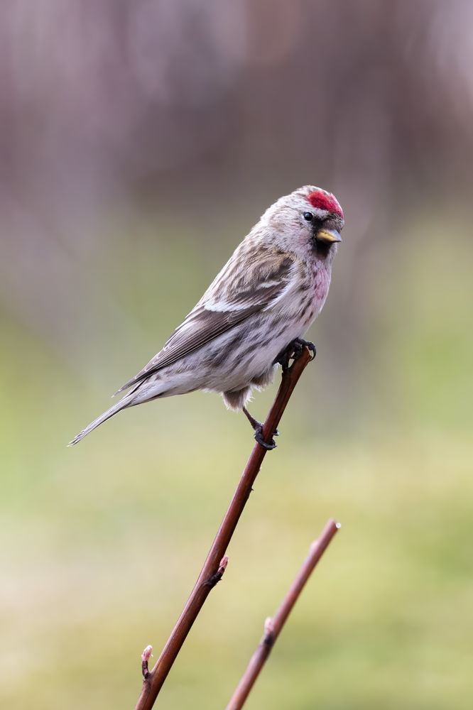 Photograph by Пономарев Илья