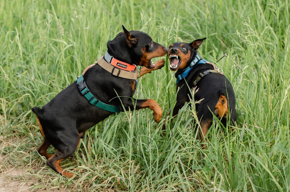 Photograph by Ольга Новикова