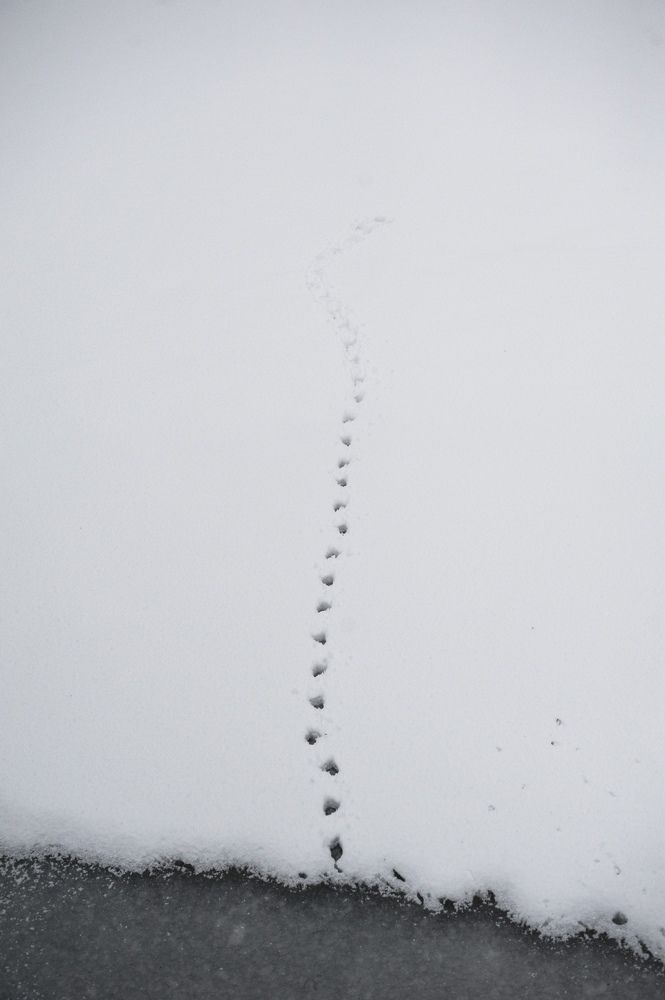 Фотография автора Альбина Хальяк