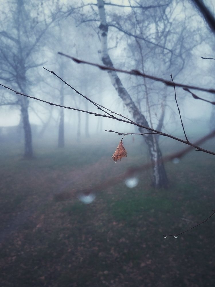 Фотография автора JELENA VASIC