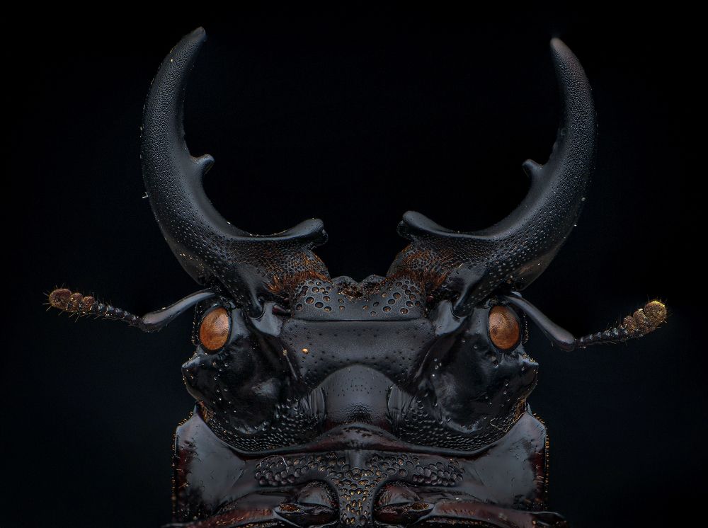 Photograph by Norman Celis