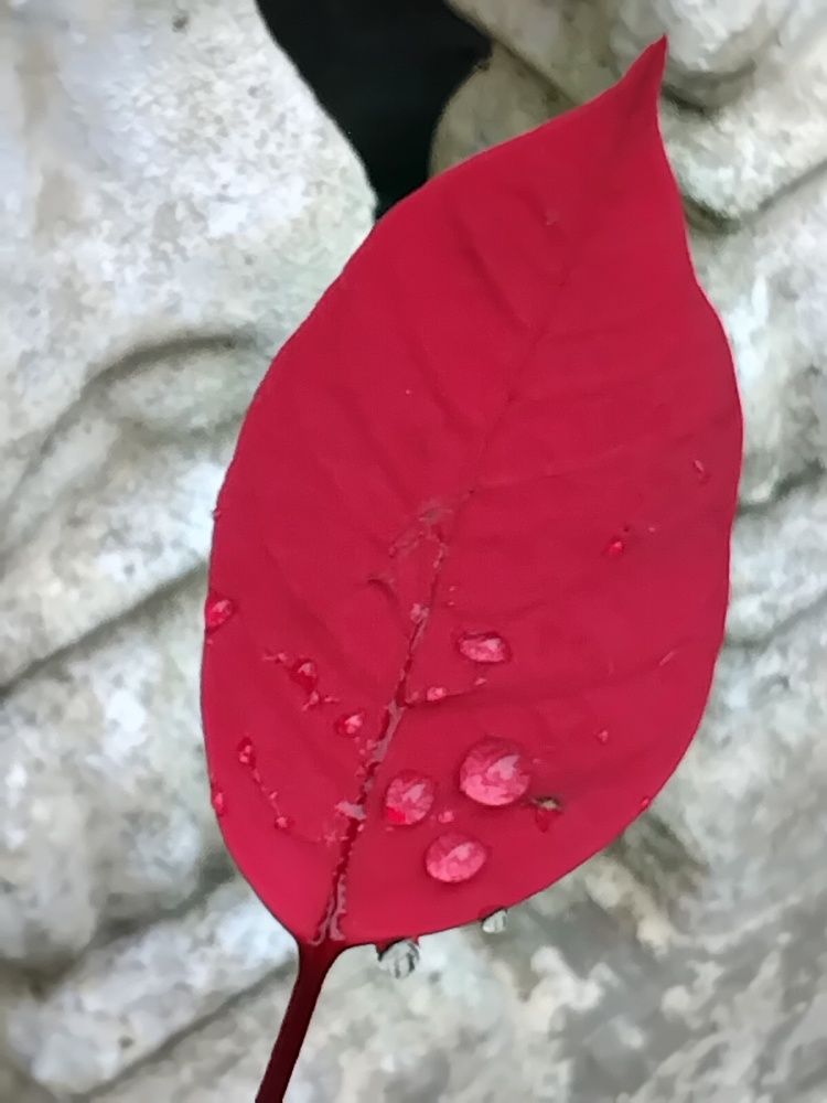 Photograph by adal adam adal