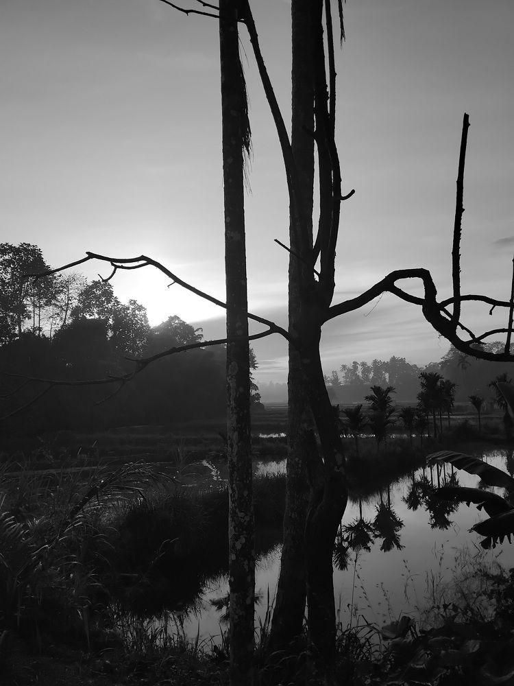 An Abstract Tree with A Good View