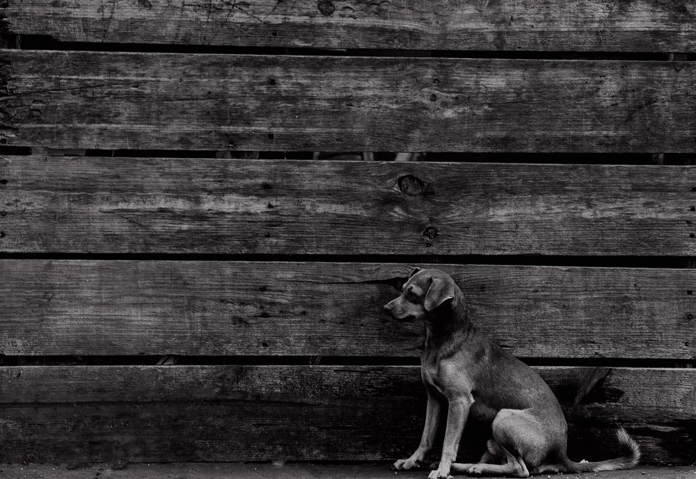 Фотография автора Ramos Gibrán