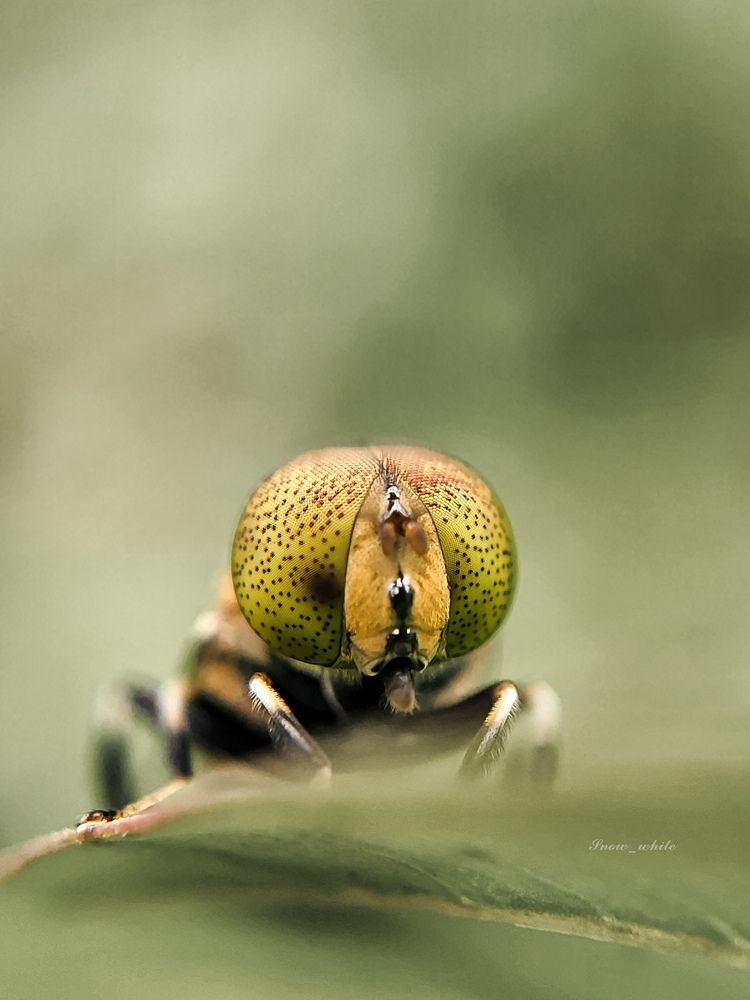 Photo #11737242