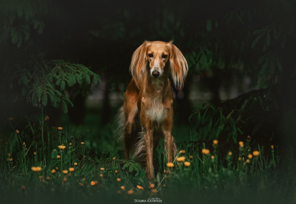 Photograph by Татьяна Кауфман