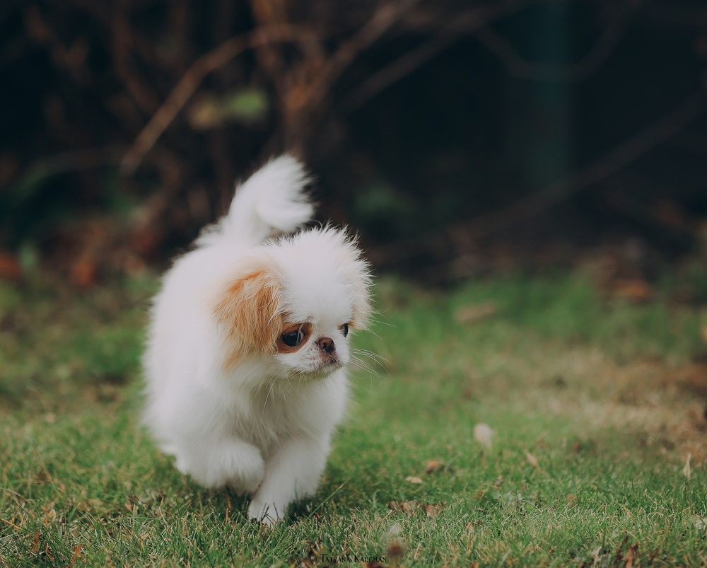 Photograph by Татьяна Кауфман