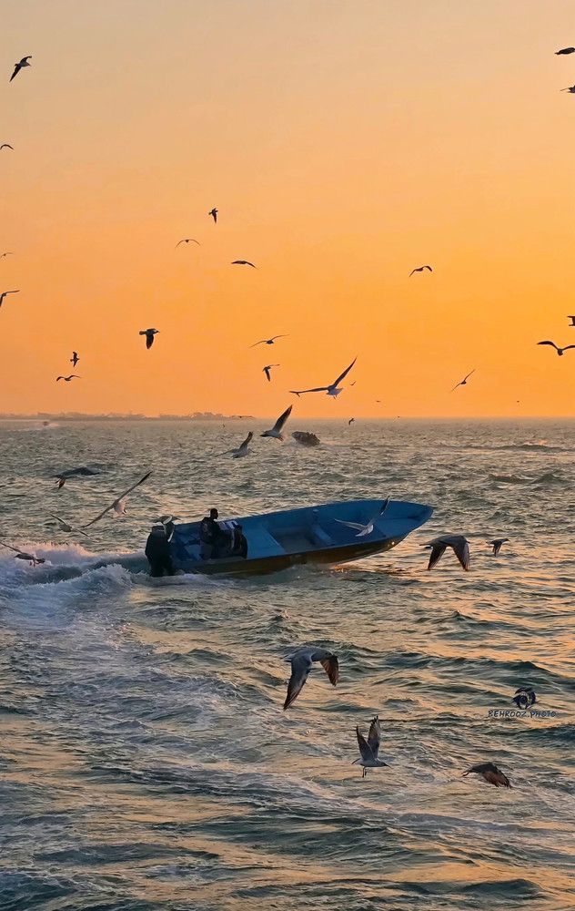 Фотография автора behrooz roosta