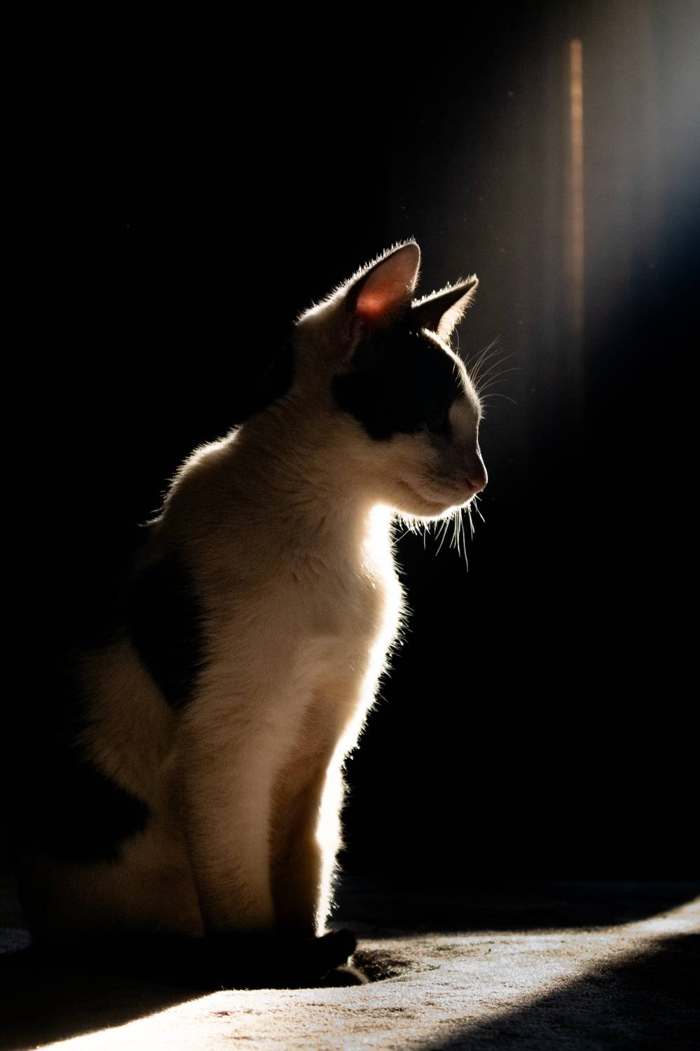 Photo #11737693
