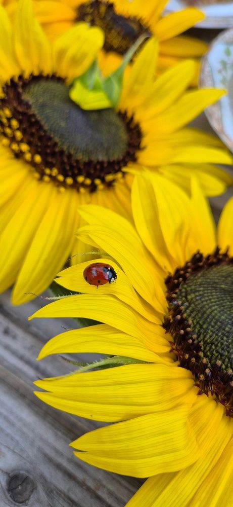 Фотография автора Ольга Мусина