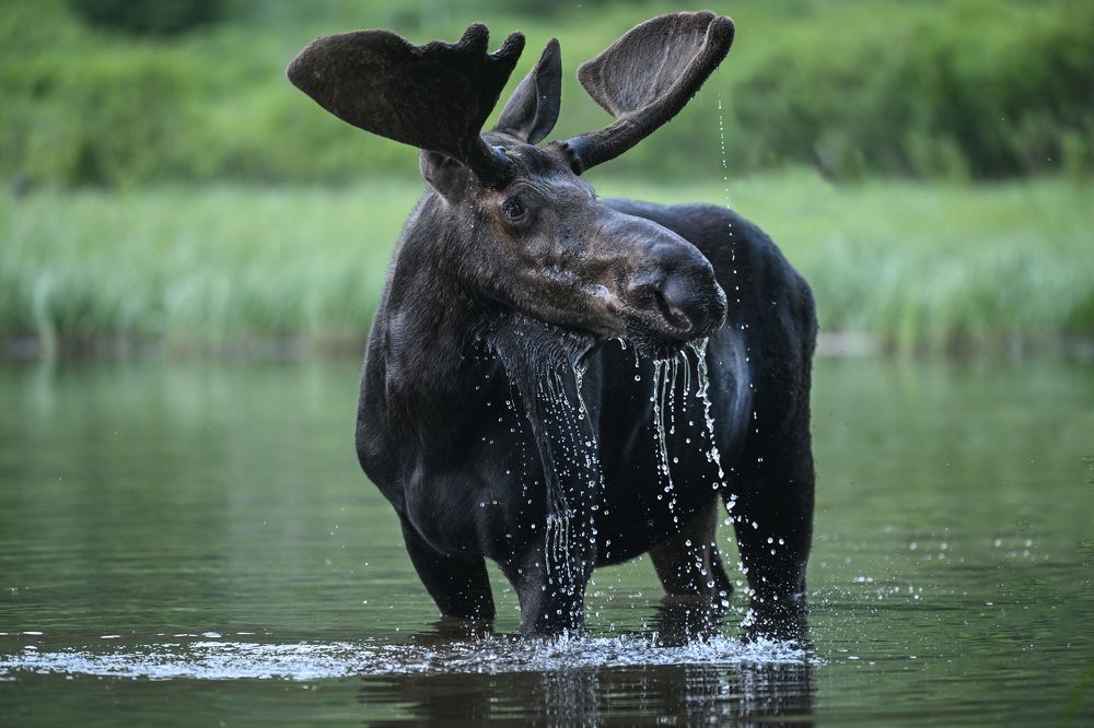 Photograph by Jorn Vangoidtsenhoven