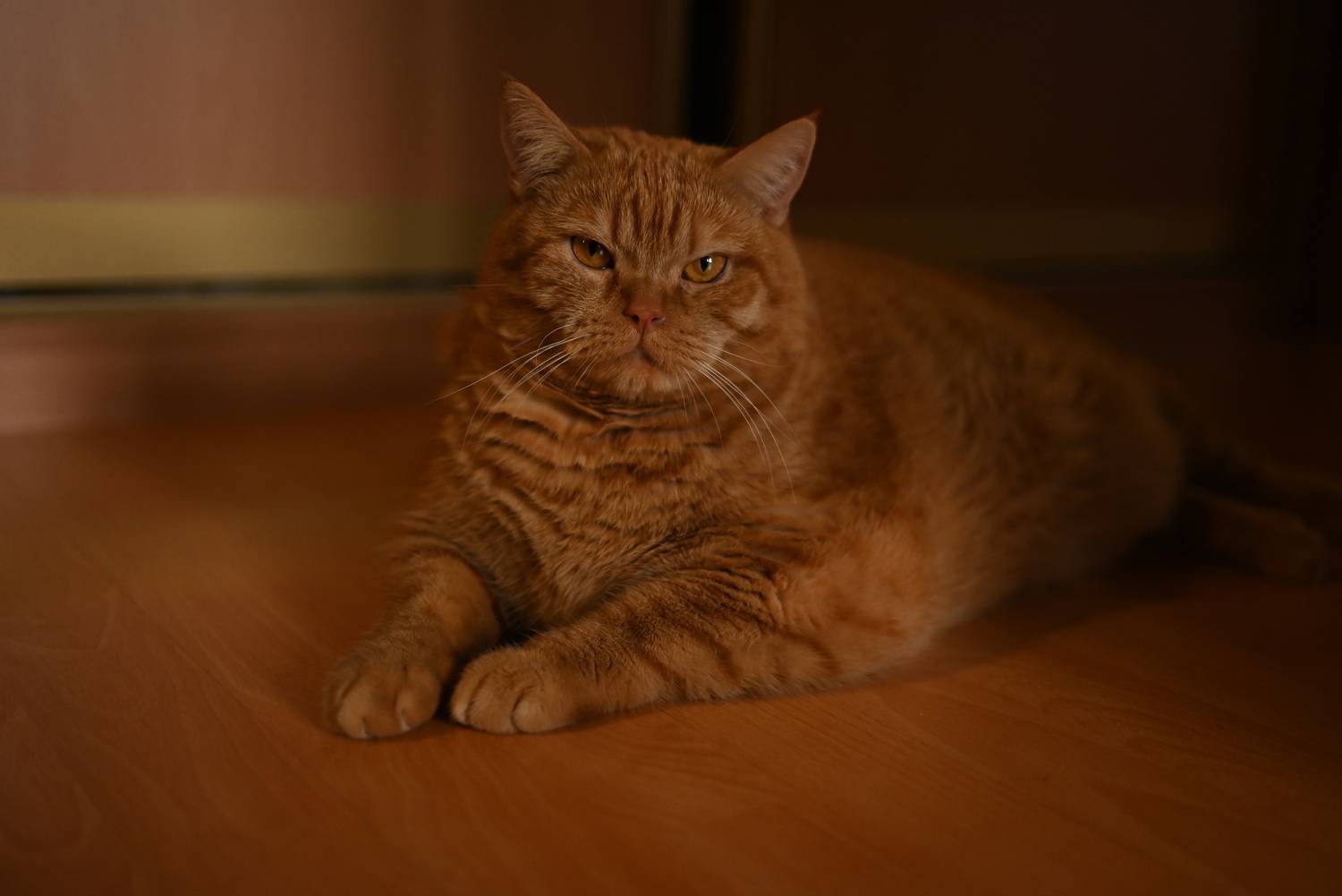 Photo #11738034
