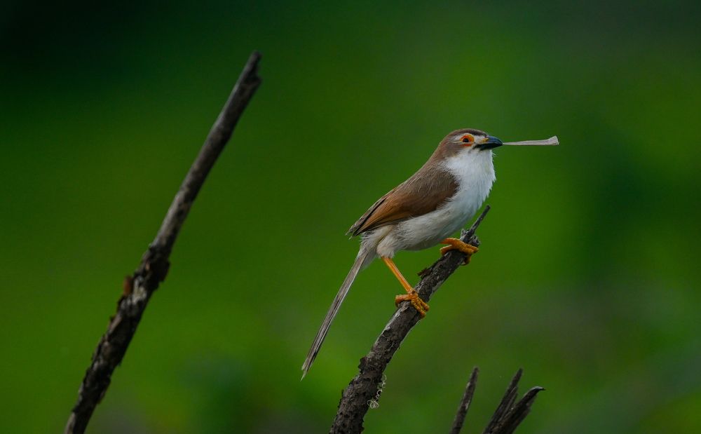 yellow-eyed babbler