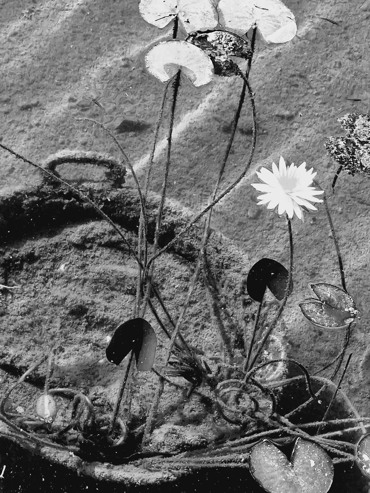 Фотография автора Елена Алексеева