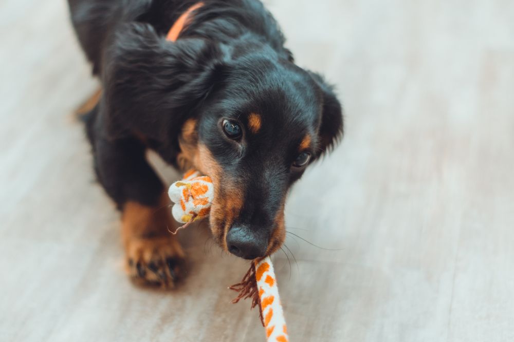 Фотография автора Дарья Обидина