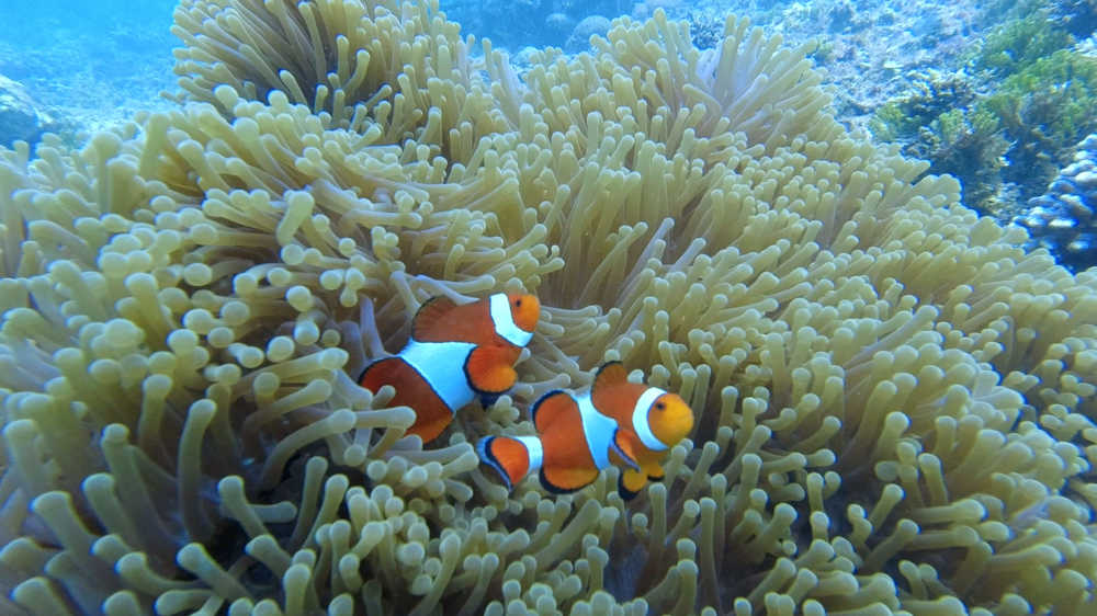 Clownfish from Sulawesi coral reef