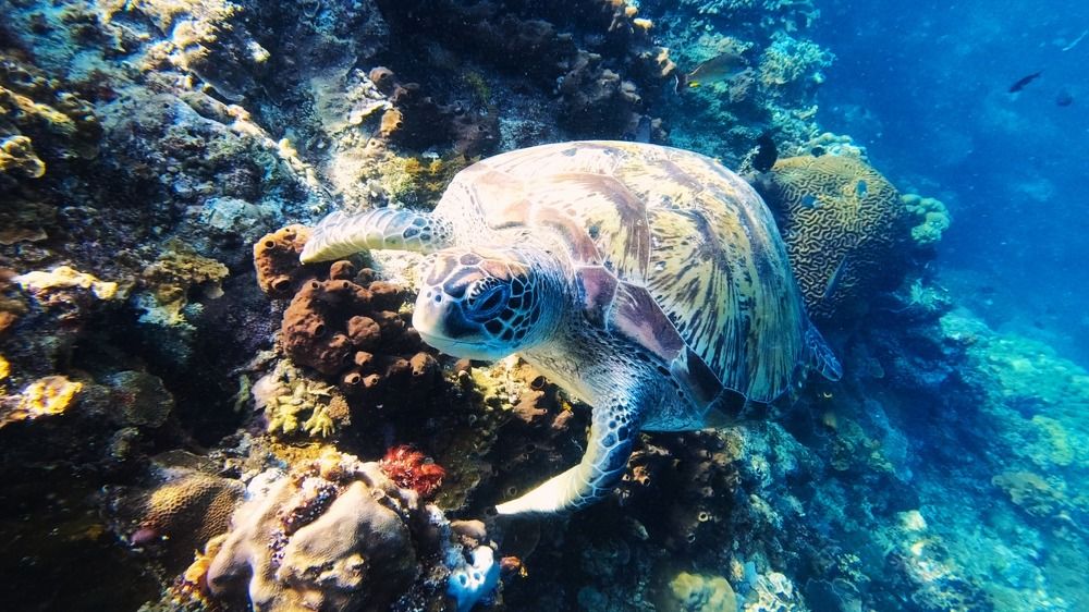 Sea turtle from Sulawesi coral reef