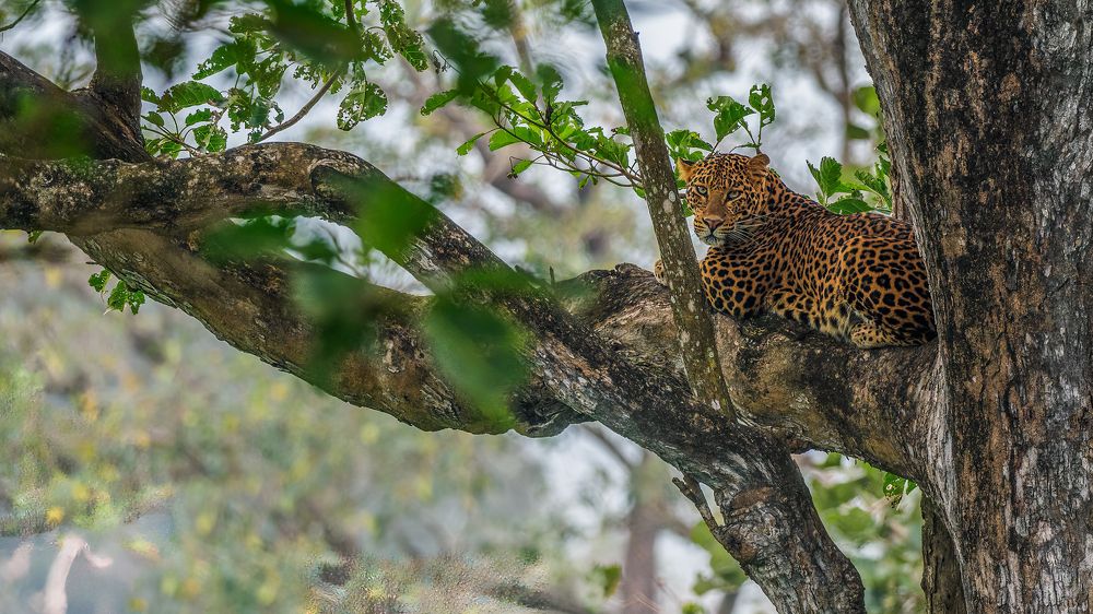 Photograph by Venkat Mangudi