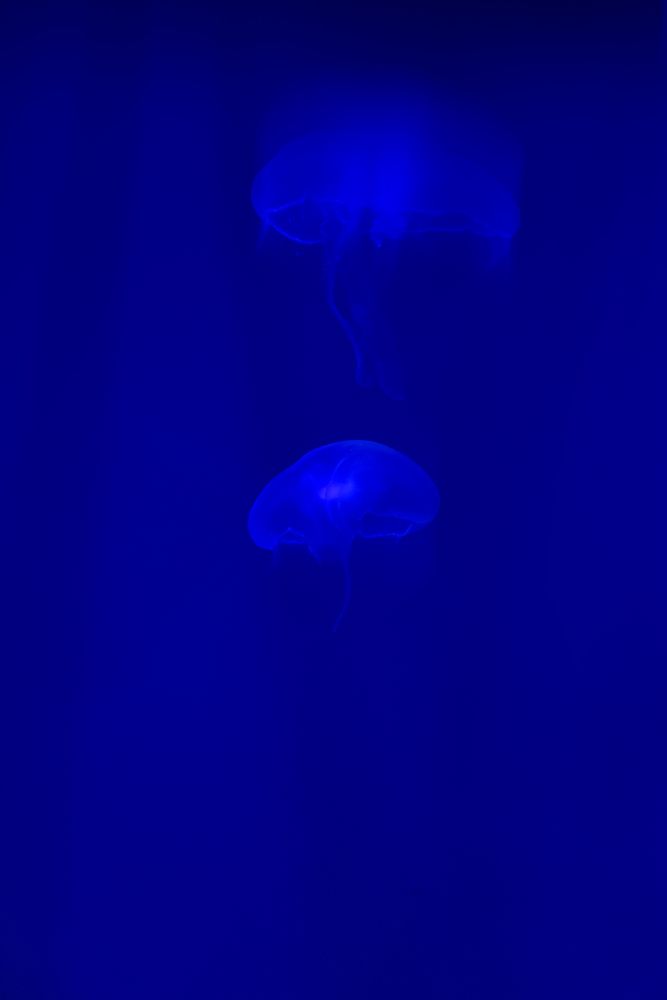 Photograph by Владимир Ликман