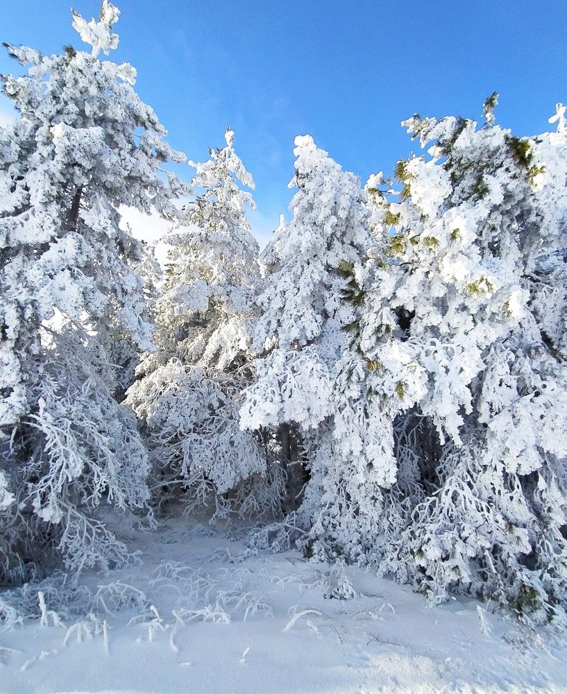 Фотография автора Елена Александрова