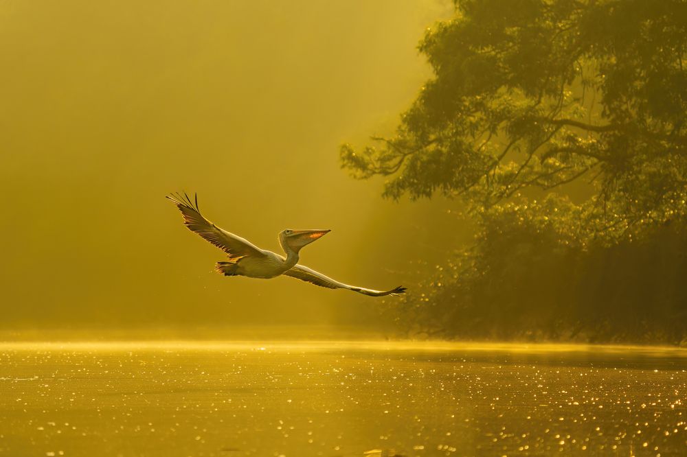 Фотография автора Naveen Kumar