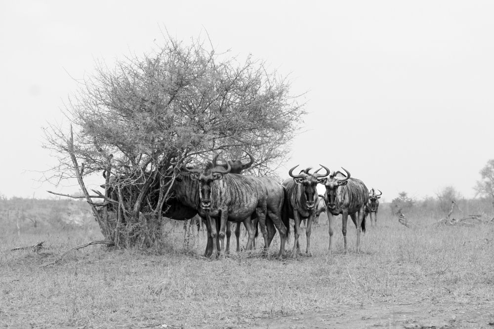 Photograph by Priscilla Dippenaar