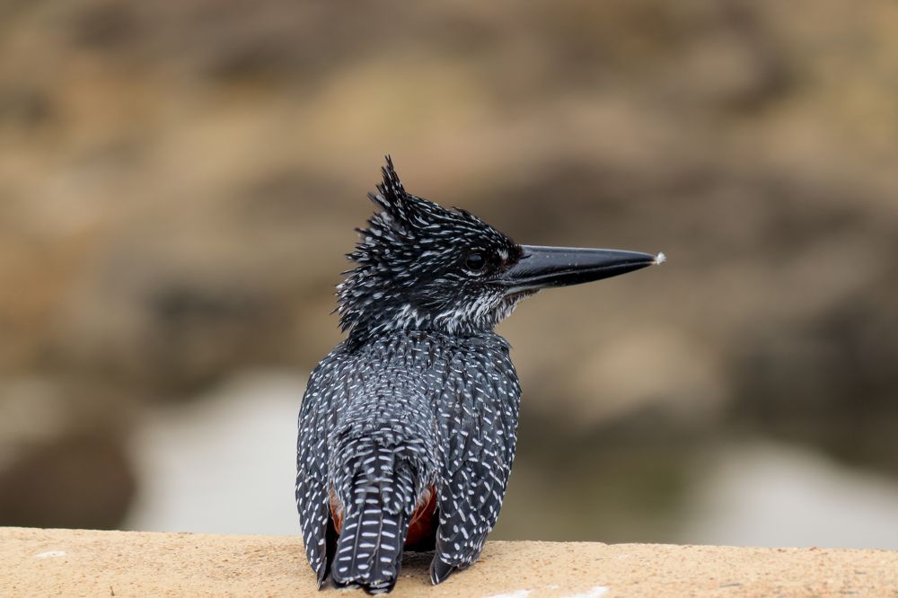 Photograph by Priscilla Dippenaar